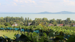 Weinanbaugebiet Badacsony
